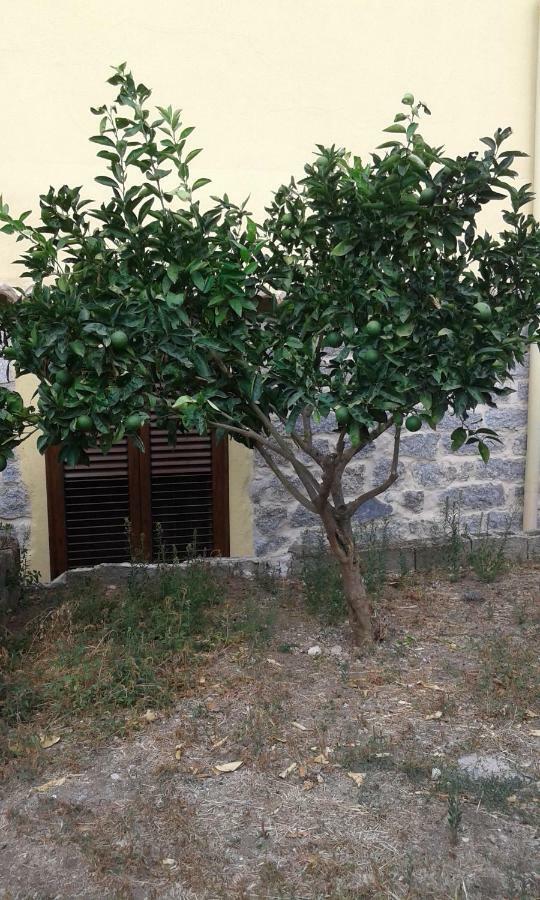 La Collina Dei Ciliegi Bed & Breakfast Sarule Ngoại thất bức ảnh